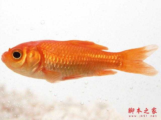 教你如何用PS制作创意灯泡中的鱼的方法