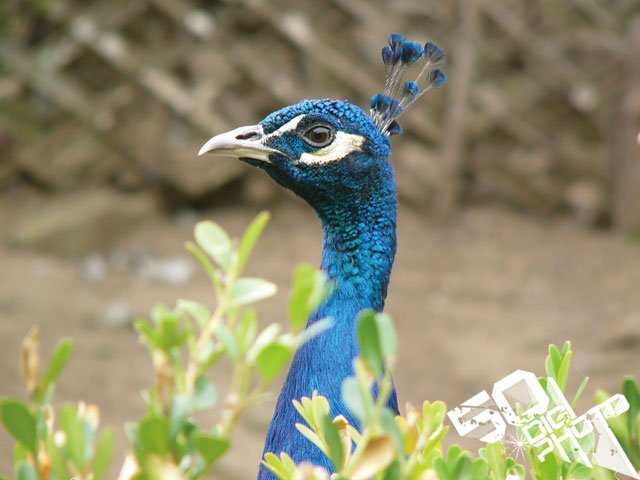 为什么照片老是过曝或过暗呢？怎么用色阶图看照片的曝光量？